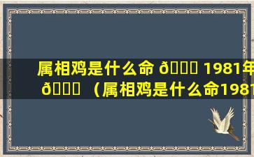 属相鸡是什么命 🐝 1981年 🐟 （属相鸡是什么命1981年出生的）